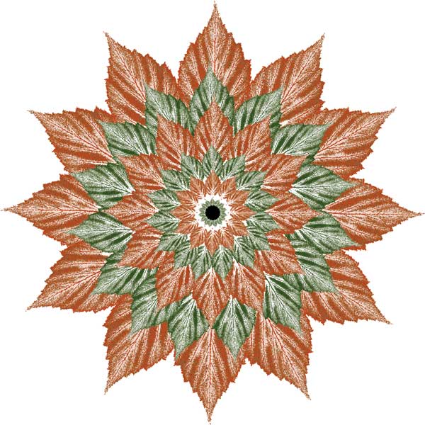 Blackberryleaf flower