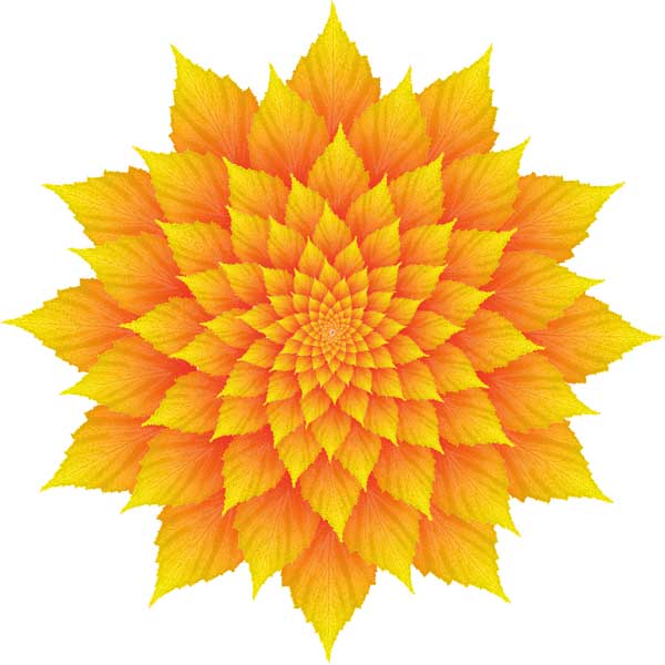 Yellow Blackberryleaf flower