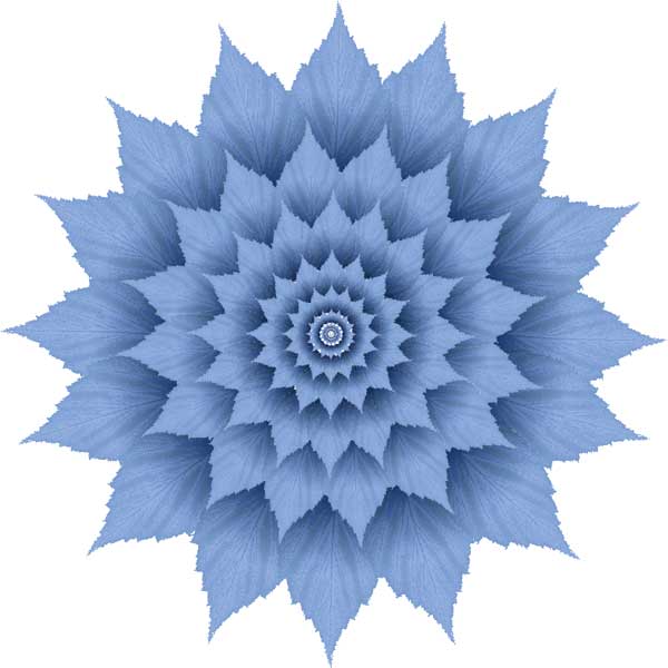 Cornflower