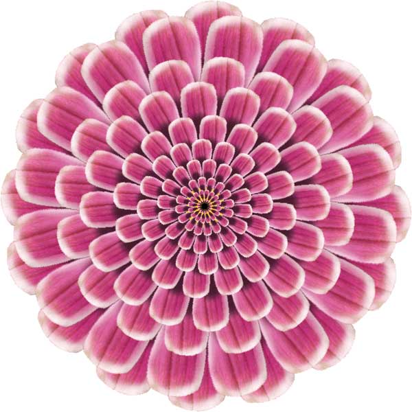 Dahlia (decorated)