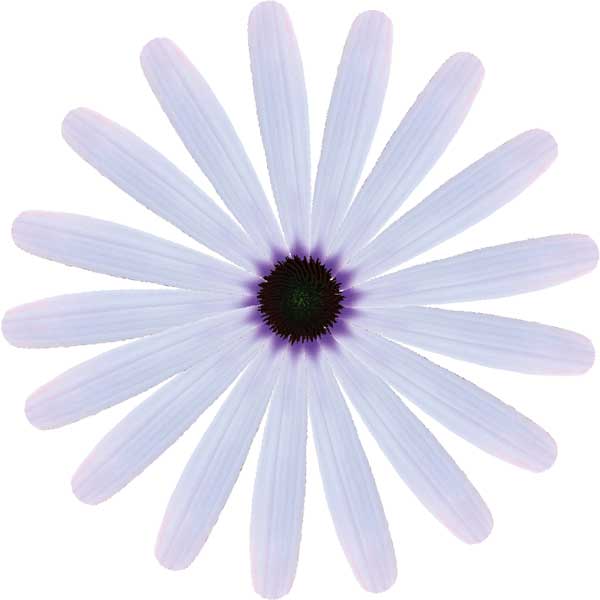 Osteospermum