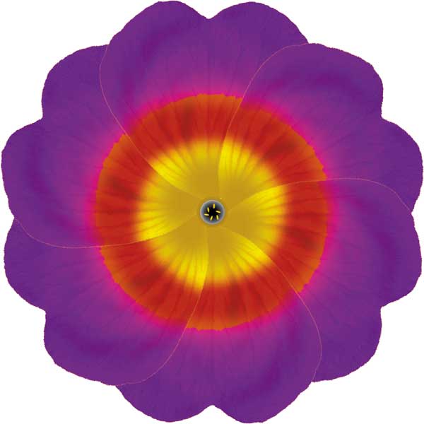 Primula auricula #1