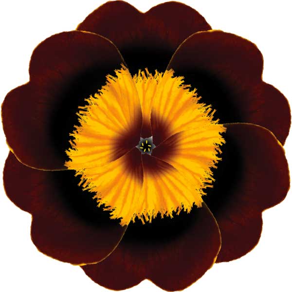 Primula auricula #2