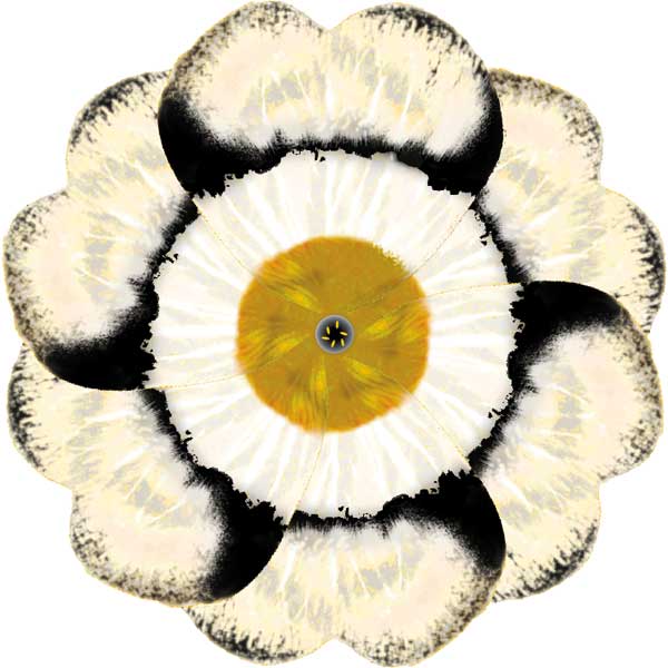 Primula auricula #3