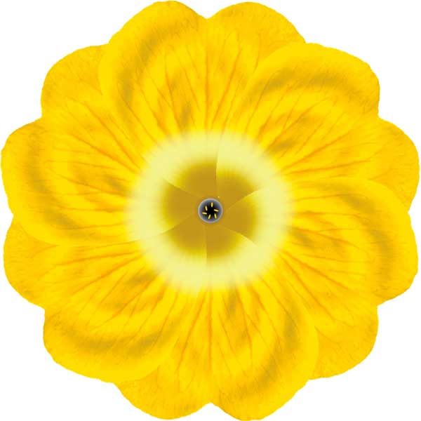 Primula auricula #4