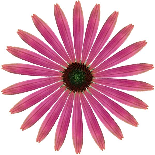 Purple coneflower