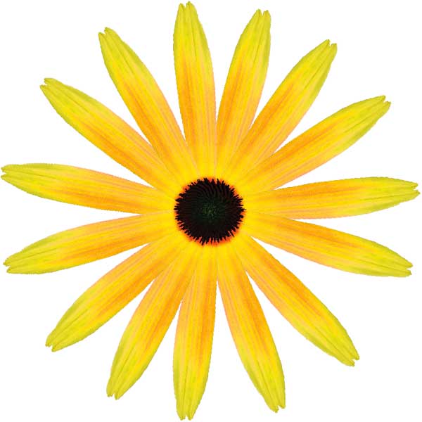 Rudbeckia