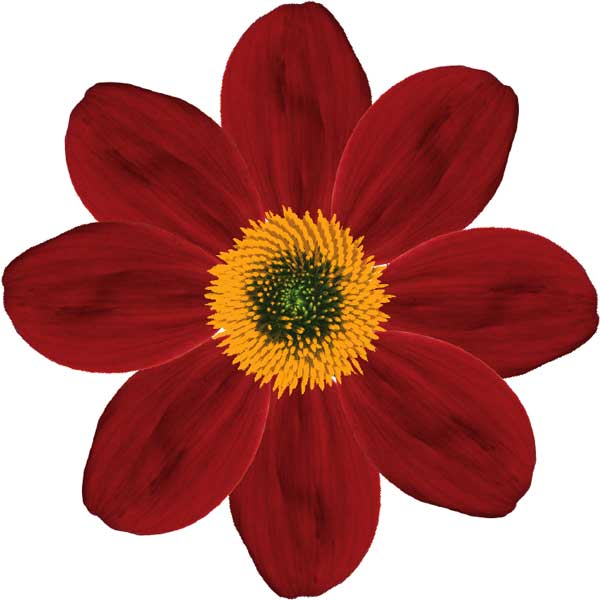 Single-flowered dahlia