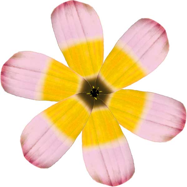 Tulipa saxatilis
