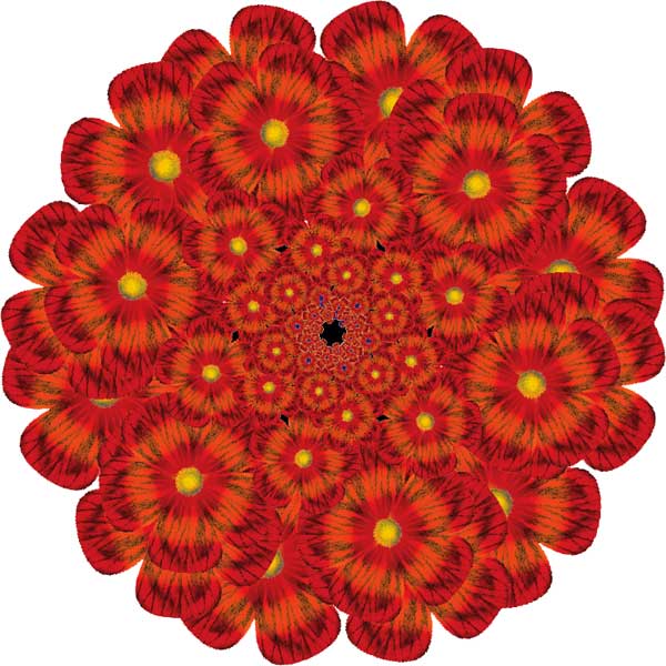 Zebra tomato flower