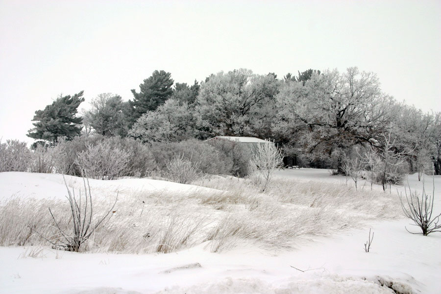 winter pines
