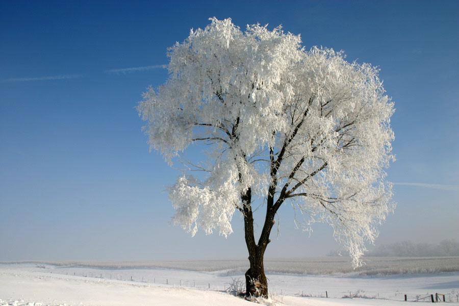 hoar frost