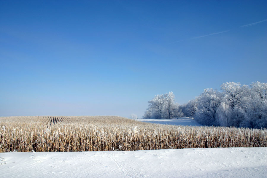 cornfield, winter