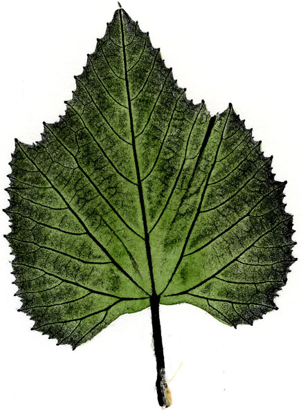 Grape