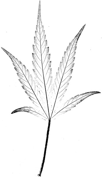 Cannabis