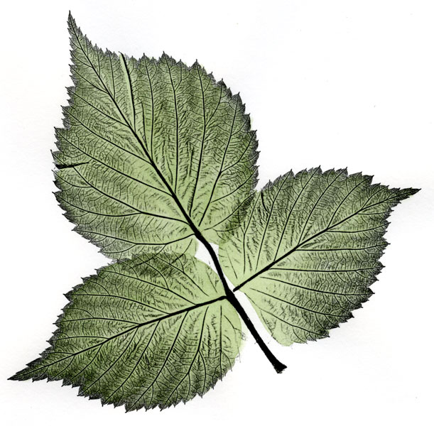 Raspberry leaves