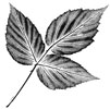 nature print