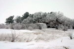 winter pines