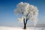 hoar frost
