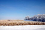 winter cornfield