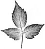 nature print