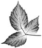 nature print