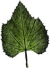 nature print