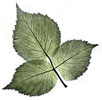nature print