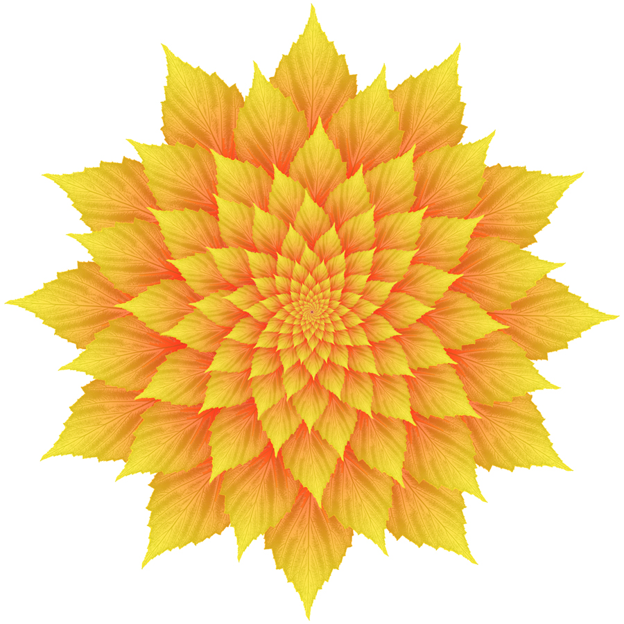 Yellow Blackberryleaf flower